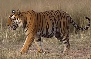 Файл:Tigerramki.jpg