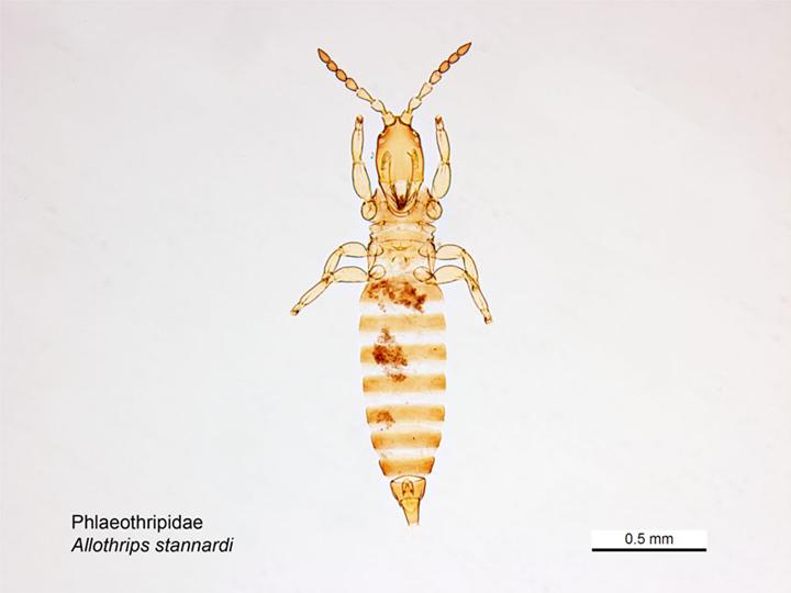 Файл:Allothrips stannardi male.jpg