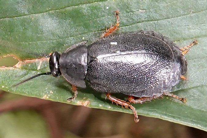 Файл:Diploptera nigrescens 2.jpg