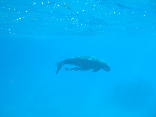 Файл:Dugong Lamen Island Epi Vanuatu.jpeg