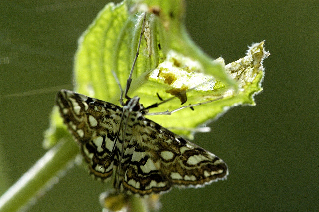 Файл:Elophila.nymphaeata.jpg