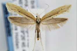 Файл:Plutella armoraciae.jpg