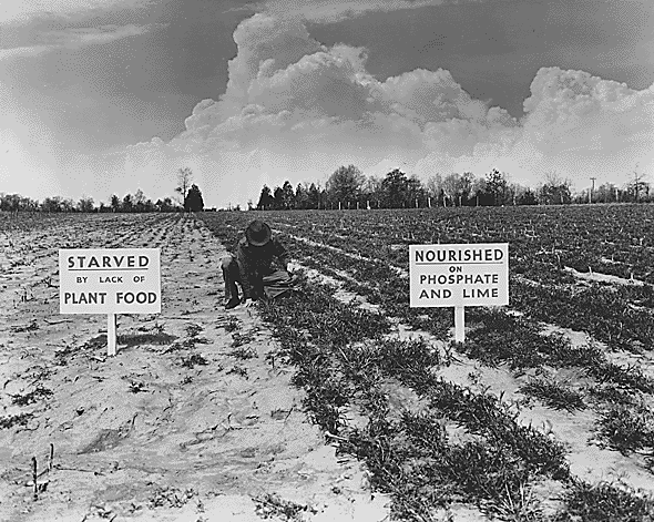 Файл:Results of Fertilizer test field Tennessee Valley Authority 1942.gif