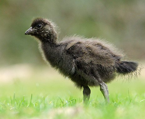 Файл:Tasmanian-Native-hen-Chick.jpg