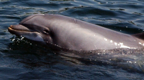Файл:Dolphintursiops.jpg