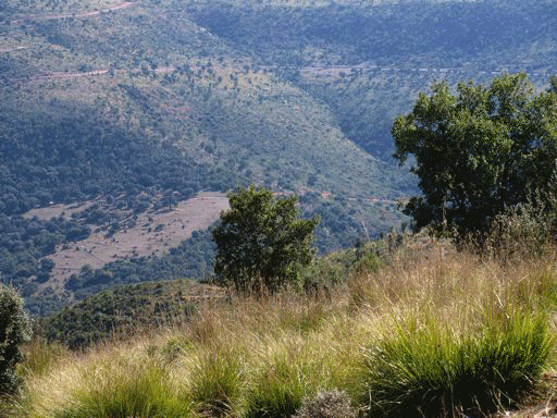 Файл:Mont de Tlemcen.gif