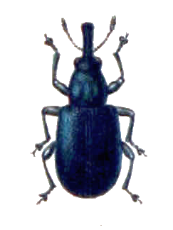 Файл:Auletobius sanguisorbae.png