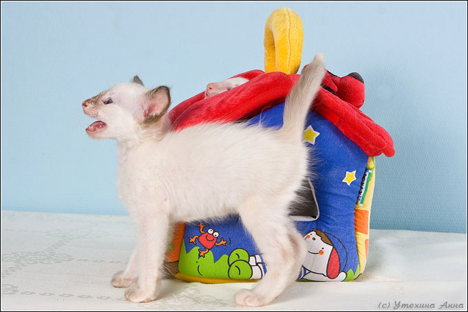 Файл:Balinese-kitten1.jpg