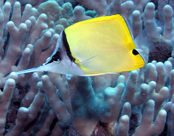 Файл:Longnose Butterflyfish.jpg