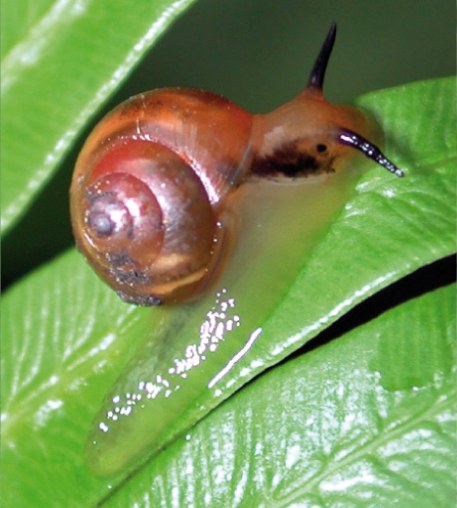 Файл:Alcadia conuloides.png