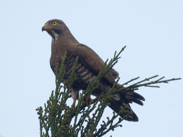 Файл:Butastur indicus.jpg