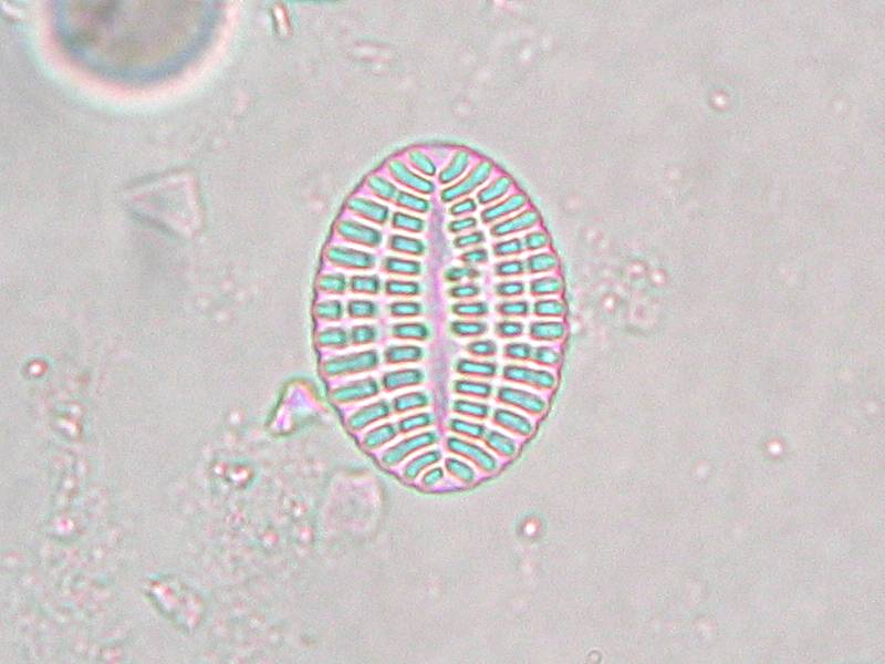 Файл:Cocconeis duplex.jpeg