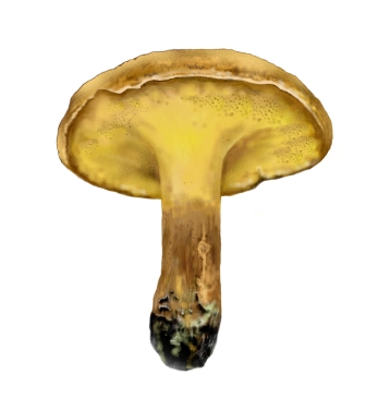 Файл:Gyrodon lividus...jpg