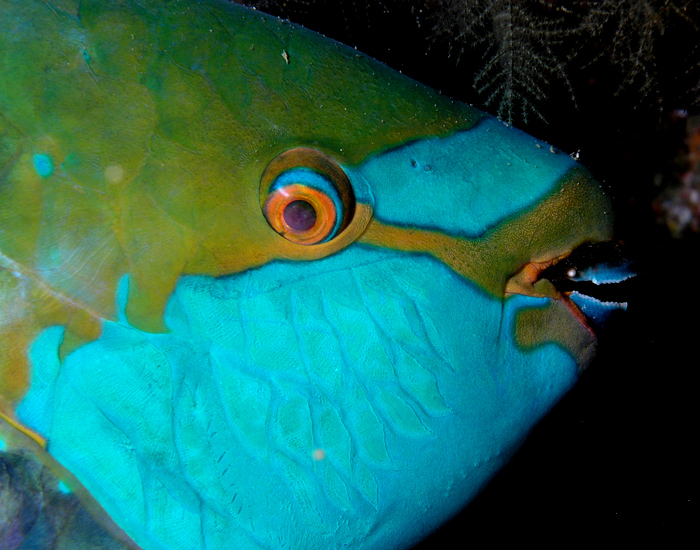 Файл:Parrotfish.jpg