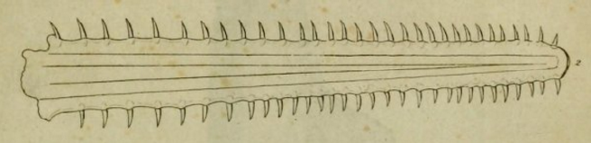 Файл:Pristis pectinata rostrum.png