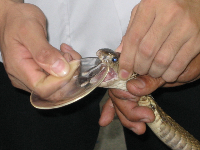 Файл:Snake Milking.jpg