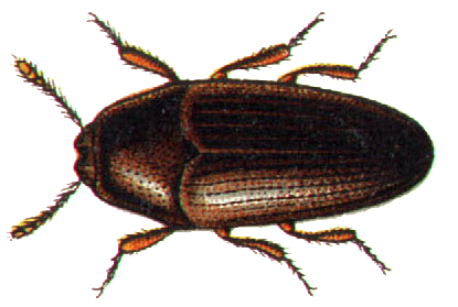 Файл:Throscus dermestoides 2.png