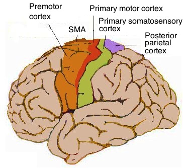 Файл:Human motor cortex.jpg