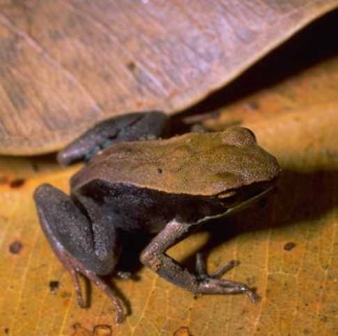 Файл:Mantella betsileo01.jpg