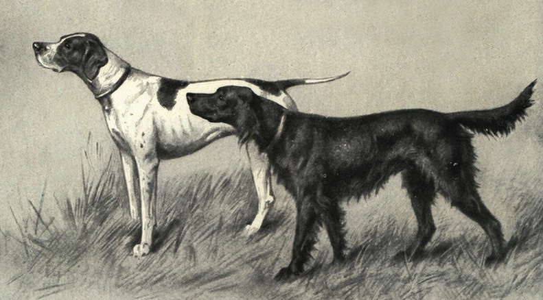 Файл:Pointer and Irish Setter Portrait.jpg