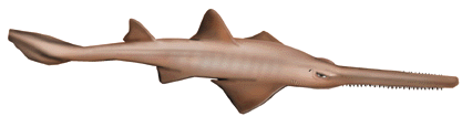 Файл:Sawfish logo.png