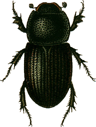 Файл:Aphodius scrofa Jacobson.png