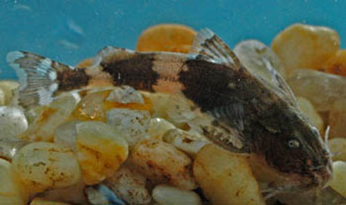 Файл:Batasio fasciolatus.jpg