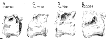 Файл:Dryptosauroides vertebrae.png