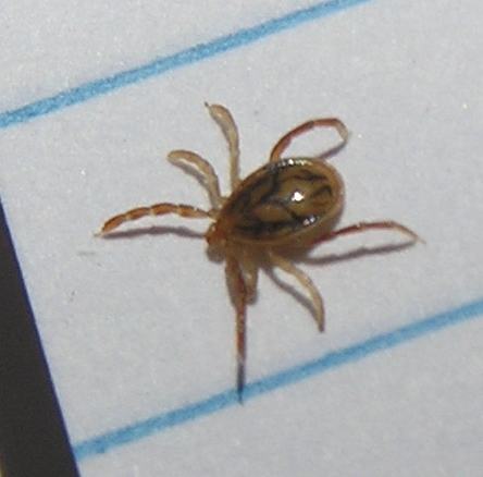 Файл:Ixodes holocyclus.jpg