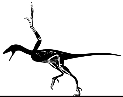 Файл:Ostromia skeletal.jpg
