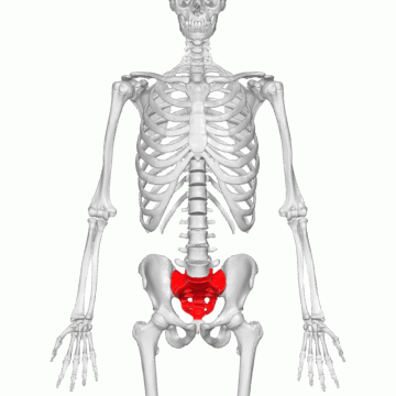 Файл:Sacrum - animation00.gif
