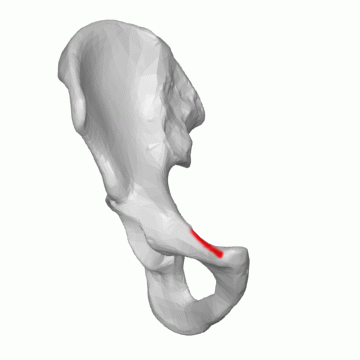 Файл:Pectineal line (pubis) 04 animation (Right hip bone).gif