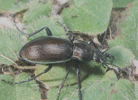 Файл:Carabus scheidleri.jpg