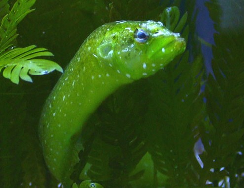 Файл:Congrogadus subducens 1.jpg