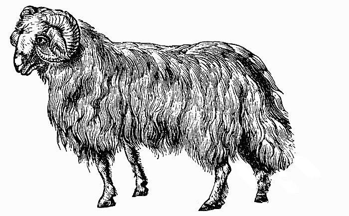 Файл:Fat-Tailed Breed.jpg