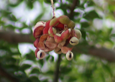 Файл:Fruit Im IMG 2705.jpg