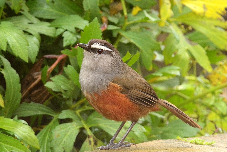 Файл:Grey-breasted Laughing thrush1.jpg