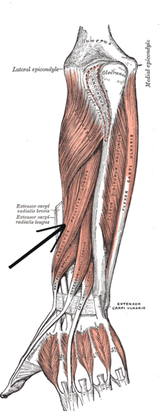 Файл:Musculusabductorpollicislongus.png