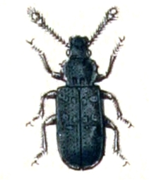 Phloeostichidae