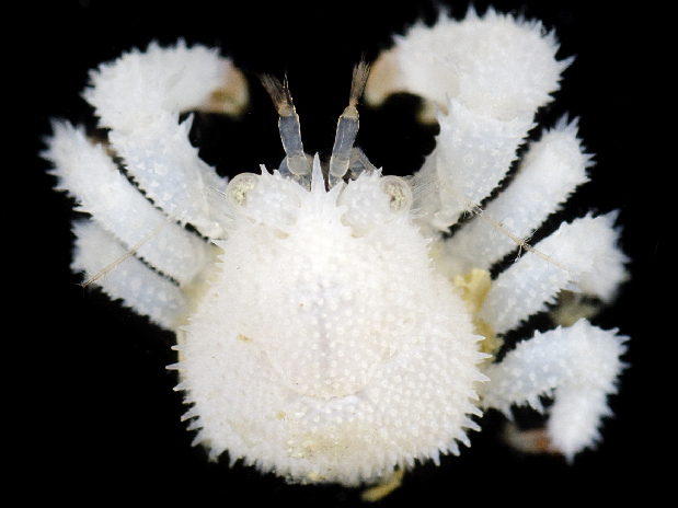Файл:Acantholithodes hispidus.jpg