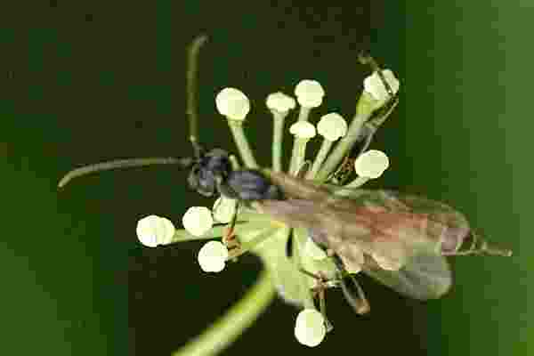 Файл:Acrodactyla.quadrisculpta2.-.lindsey.jpg