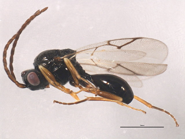 Файл:Aegilips romseyensis.jpg