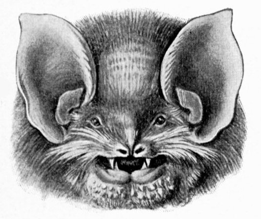 Файл:Natalus stramineus.jpg
