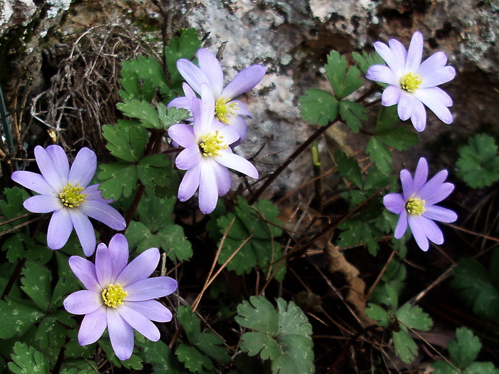 Файл:Anemone blanda, Turkey.jpg