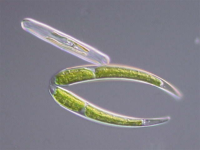 Файл:Closterium sp Div.jpg