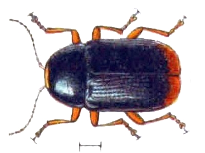 Файл:Cryptocephalus chrysopus.jpg