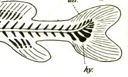 Файл:Hypuralia.jpg