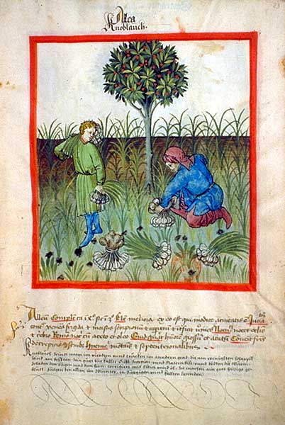 Файл:Tacuinum sanitatis-garlic.jpg
