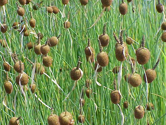 Файл:Typha minima2.jpg