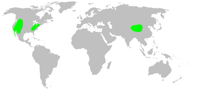 Файл:Distribution.hypochilidae.1.png